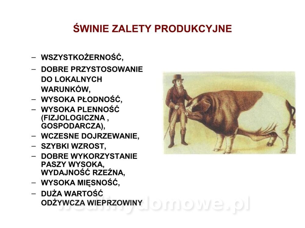 Technologia produkcji miesa wieprzowego_02.jpg