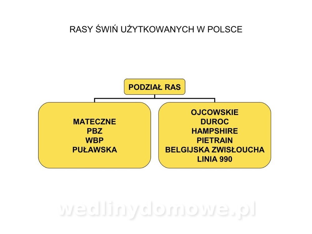 Technologia produkcji miesa wieprzowego_10.jpg