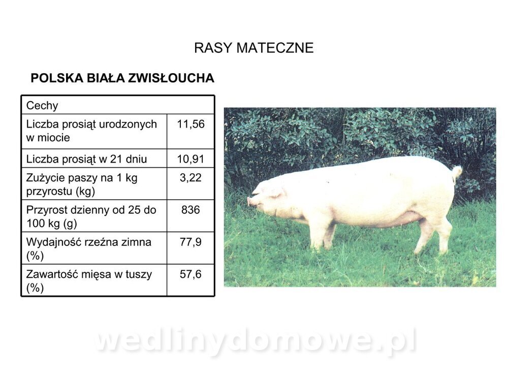 Technologia produkcji miesa wieprzowego_12.jpg
