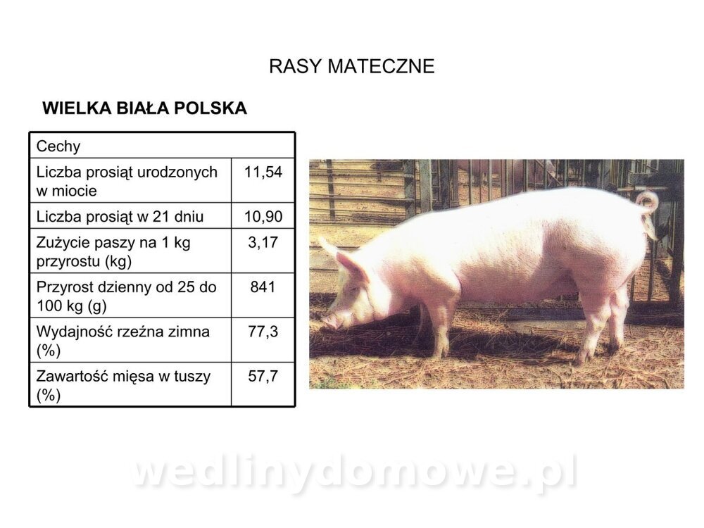 Technologia produkcji miesa wieprzowego_13.jpg
