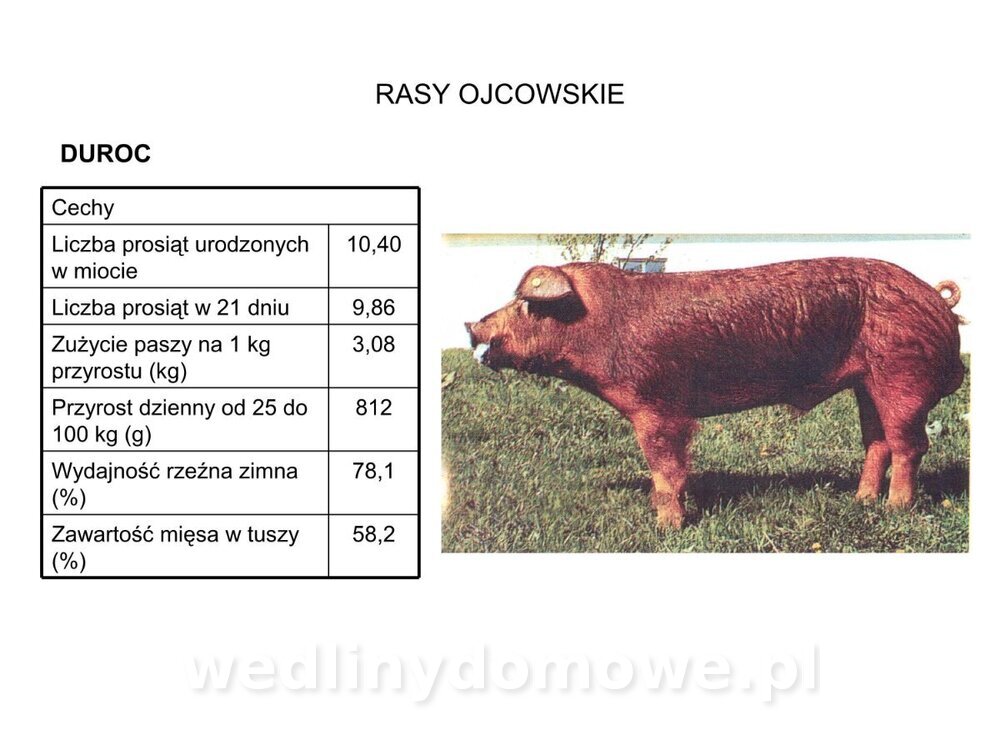 Technologia produkcji miesa wieprzowego_14.jpg