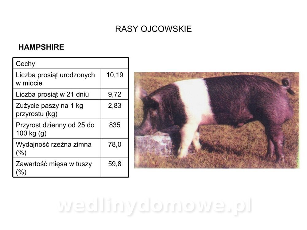 Technologia produkcji miesa wieprzowego_15.jpg