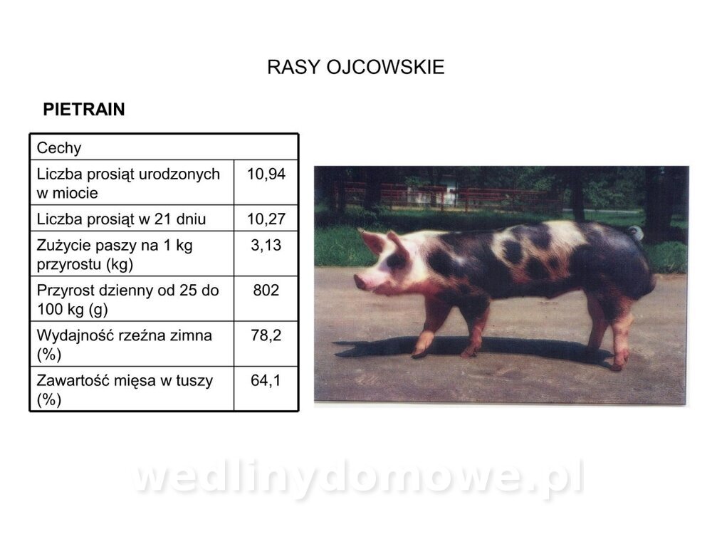 Technologia produkcji miesa wieprzowego_16.jpg