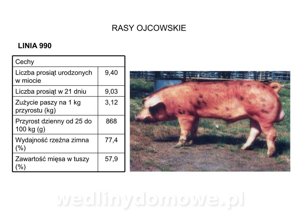 Technologia produkcji miesa wieprzowego_17.jpg