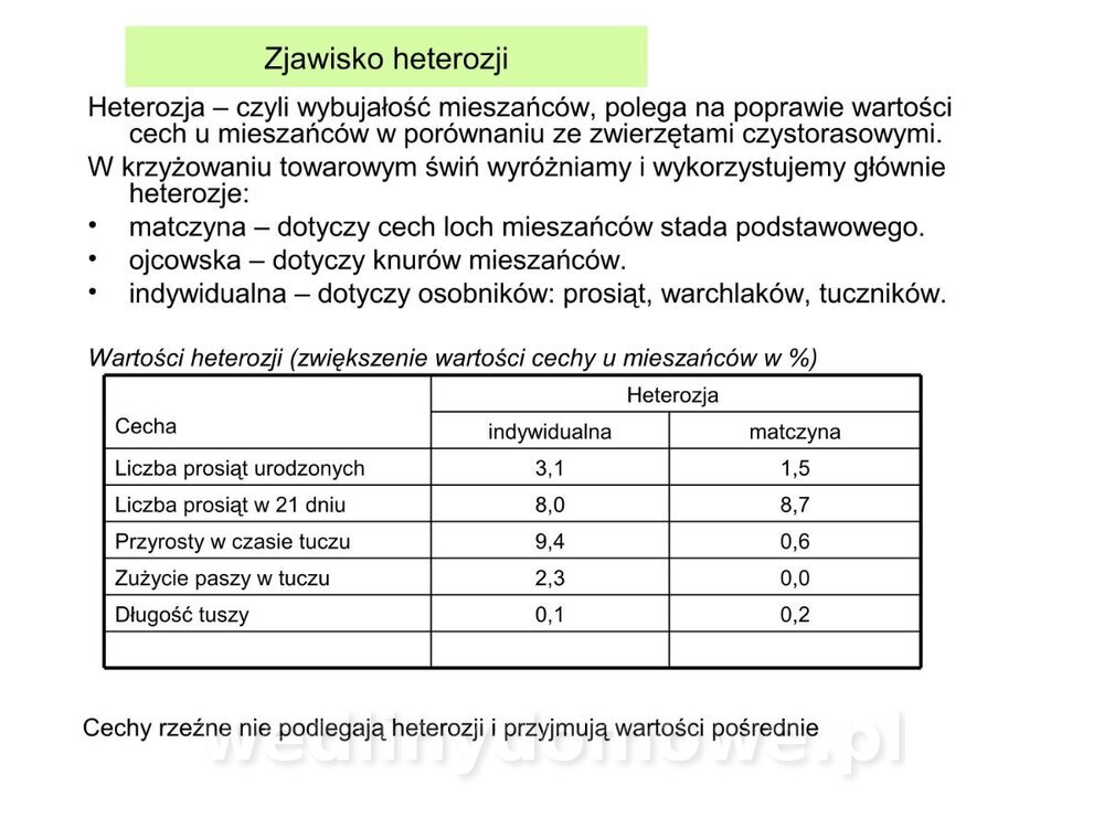 Technologia produkcji miesa wieprzowego_20.jpg