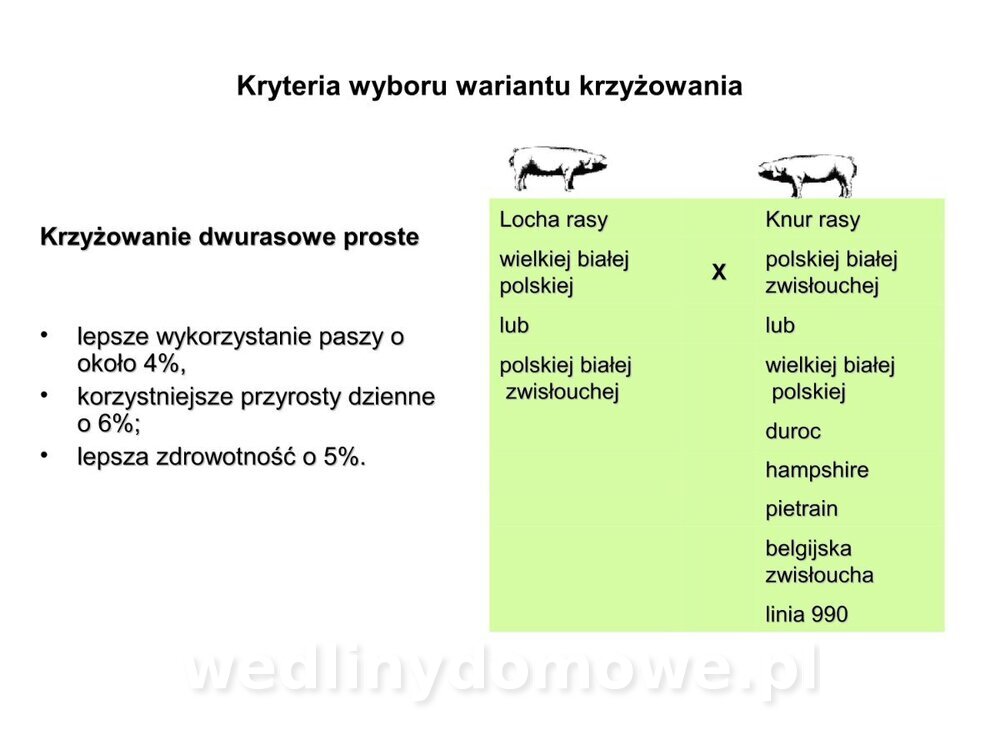 Technologia produkcji miesa wieprzowego_22.jpg