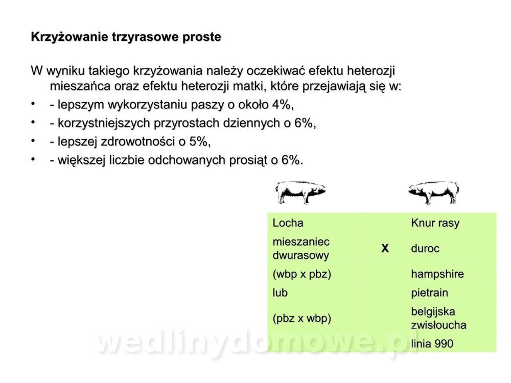 Technologia produkcji miesa wieprzowego_23.jpg