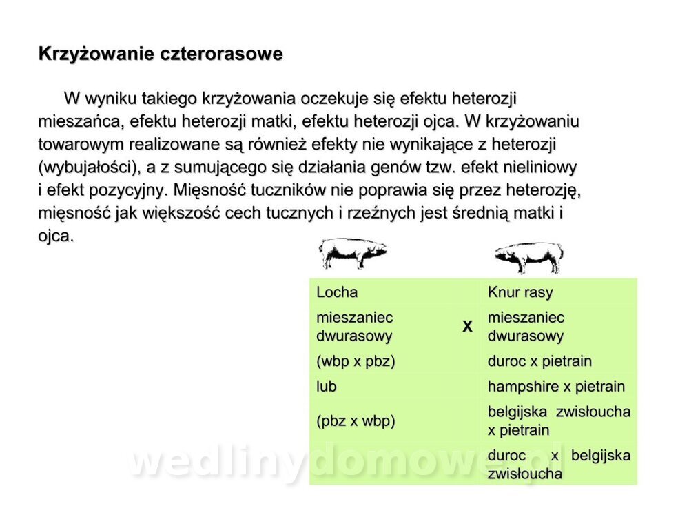 Technologia produkcji miesa wieprzowego_24.jpg