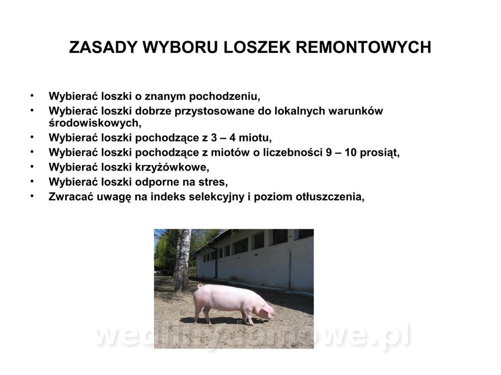 Technologia produkcji miesa wieprzowego_27.jpg