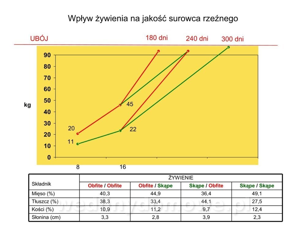 Technologia produkcji miesa wieprzowego_34.jpg