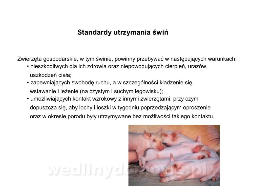 Technologia produkcji miesa wieprzowego_40.jpg