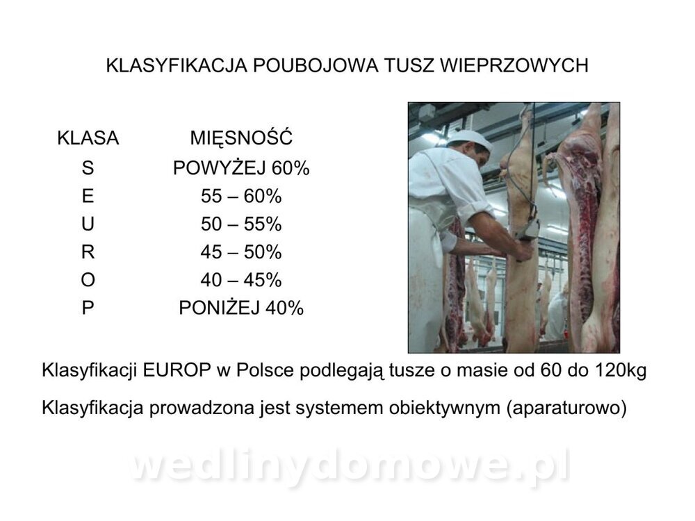 Technologia produkcji miesa wieprzowego_46.jpg