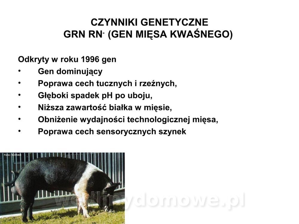 Technologia produkcji miesa wieprzowego_51.jpg