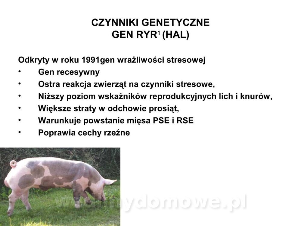 Technologia produkcji miesa wieprzowego_52.jpg