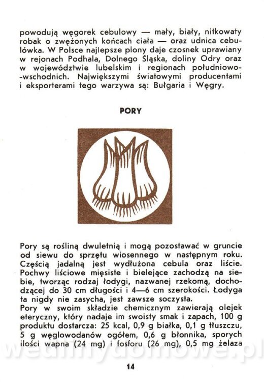 Warzywa cebulowe - Cempel-Zgierska - 1986_015.jpg