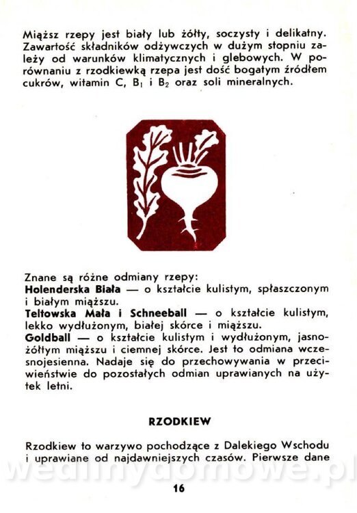 Warzywa korzeniowe-Kopeć-1986_017.jpg