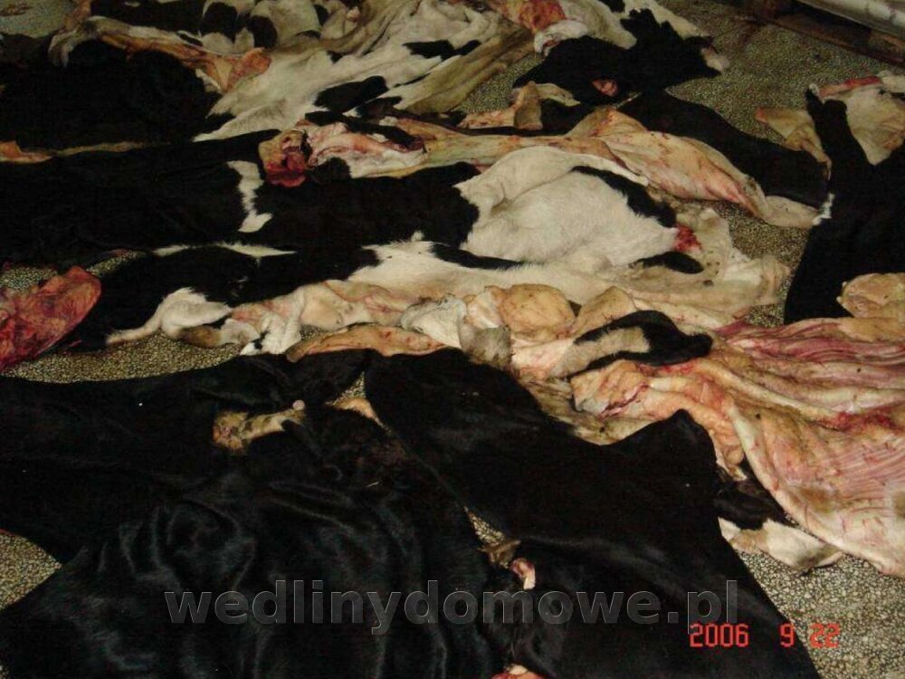 Zasady nadzoru i badania san-wet zwierząt rzeźnych i mięsa_133.jpg