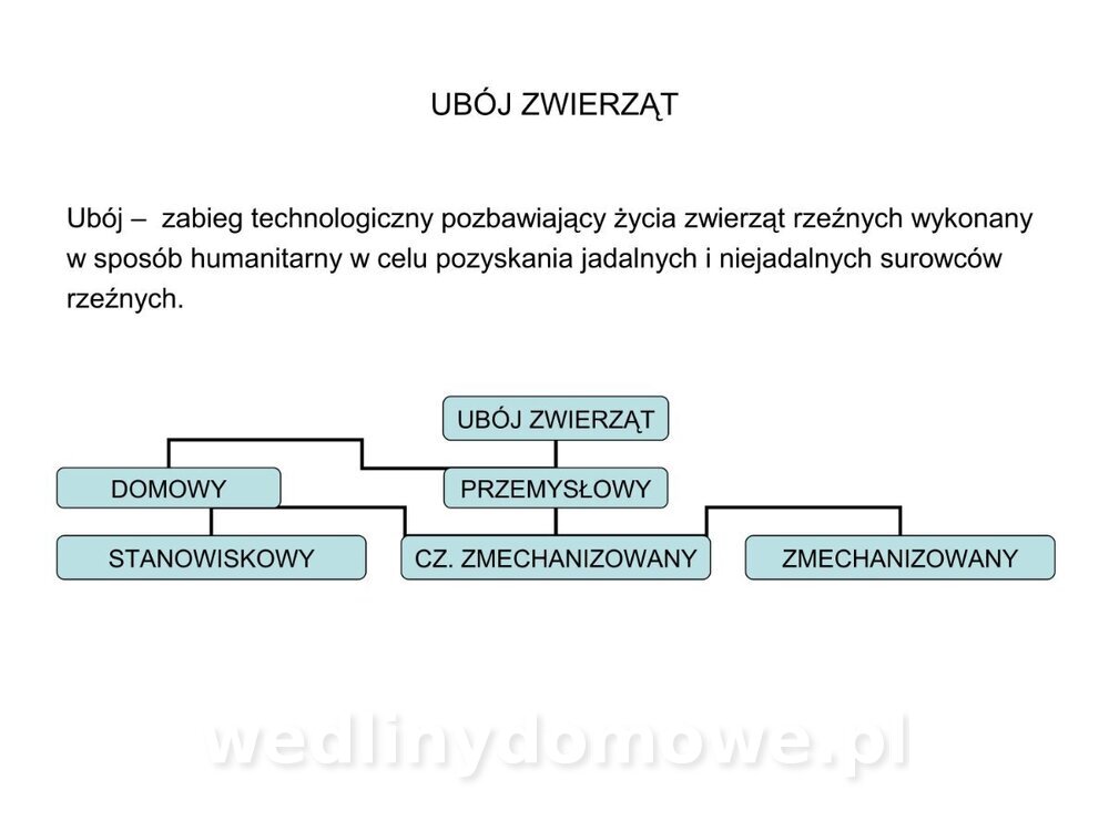 ubój zwierząt rzeźnych_04.jpg