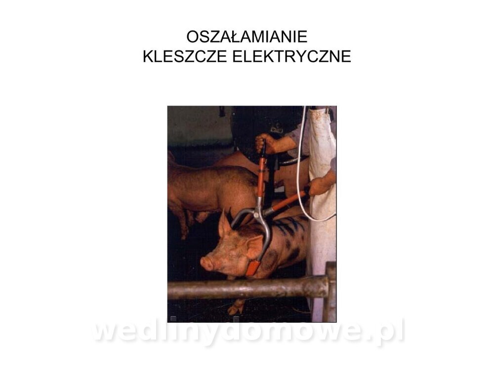 ubój zwierząt rzeźnych_10.jpg