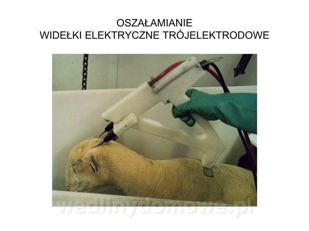 ubój zwierząt rzeźnych_11.jpg