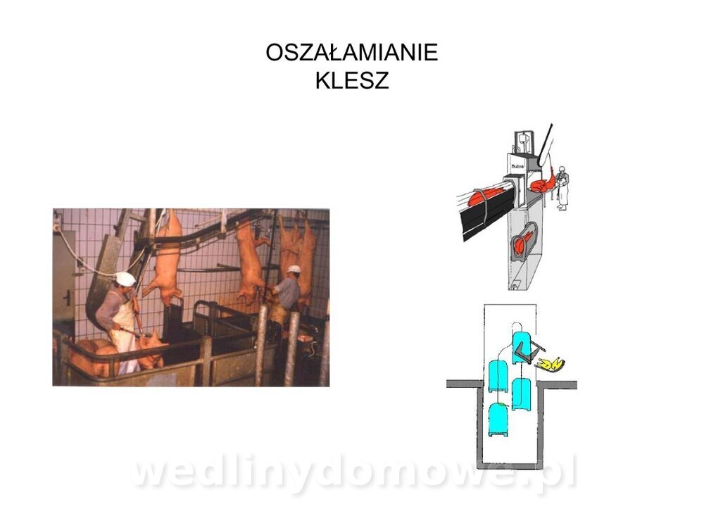 ubój zwierząt rzeźnych_15.jpg