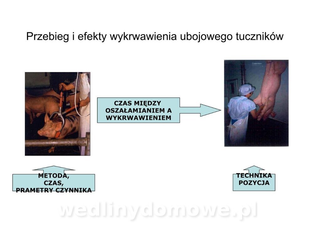 ubój zwierząt rzeźnych_21.jpg