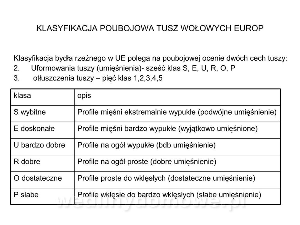 ubój zwierząt rzeźnych_32.jpg