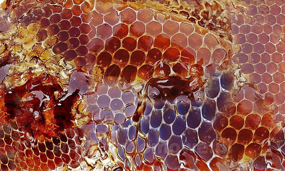 honey-948452.jpg