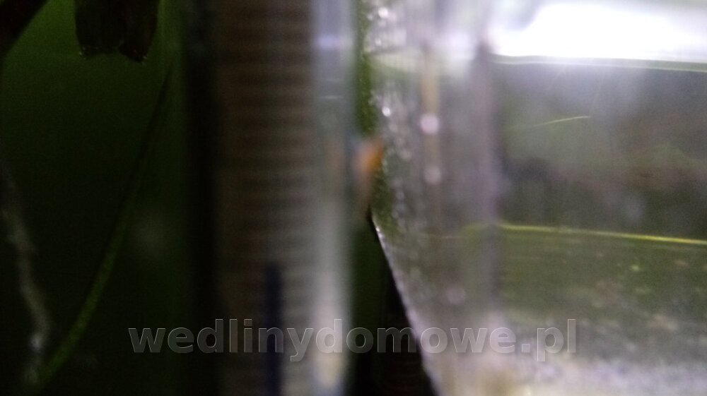 20250211_151105_HDR.thumb.jpg.1bd568f8b8dd7a6a635d80cbed11e1a8.jpg