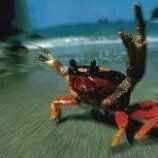 Mr.Crabe