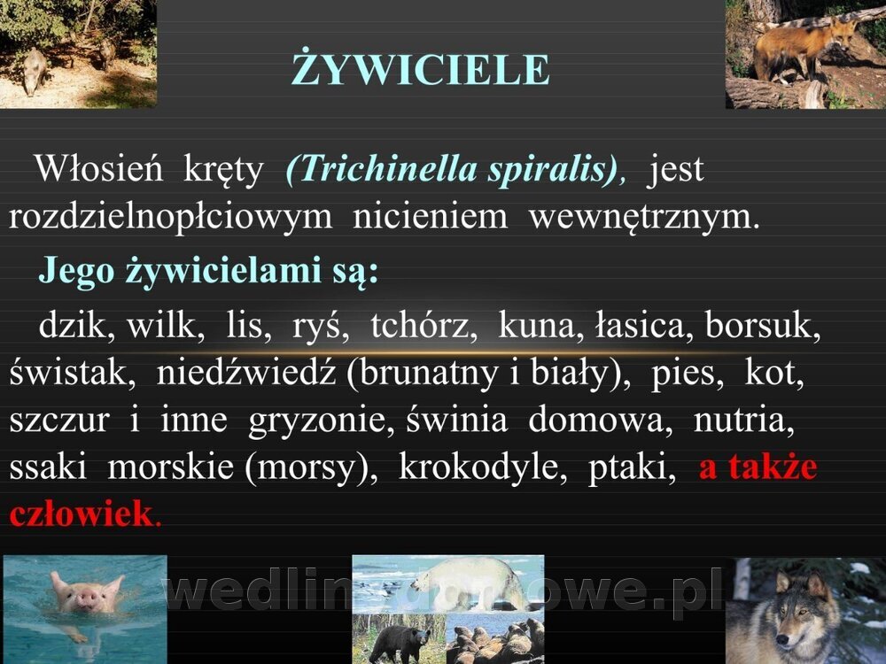 Włośnica - marzec 2014rPPTX (1)_004.jpg