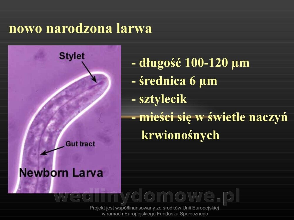 Włośnica - marzec 2014rPPTX (1)_037.jpg
