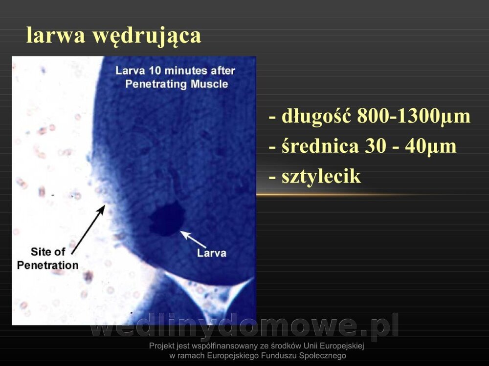 Włośnica - marzec 2014rPPTX (1)_038.jpg