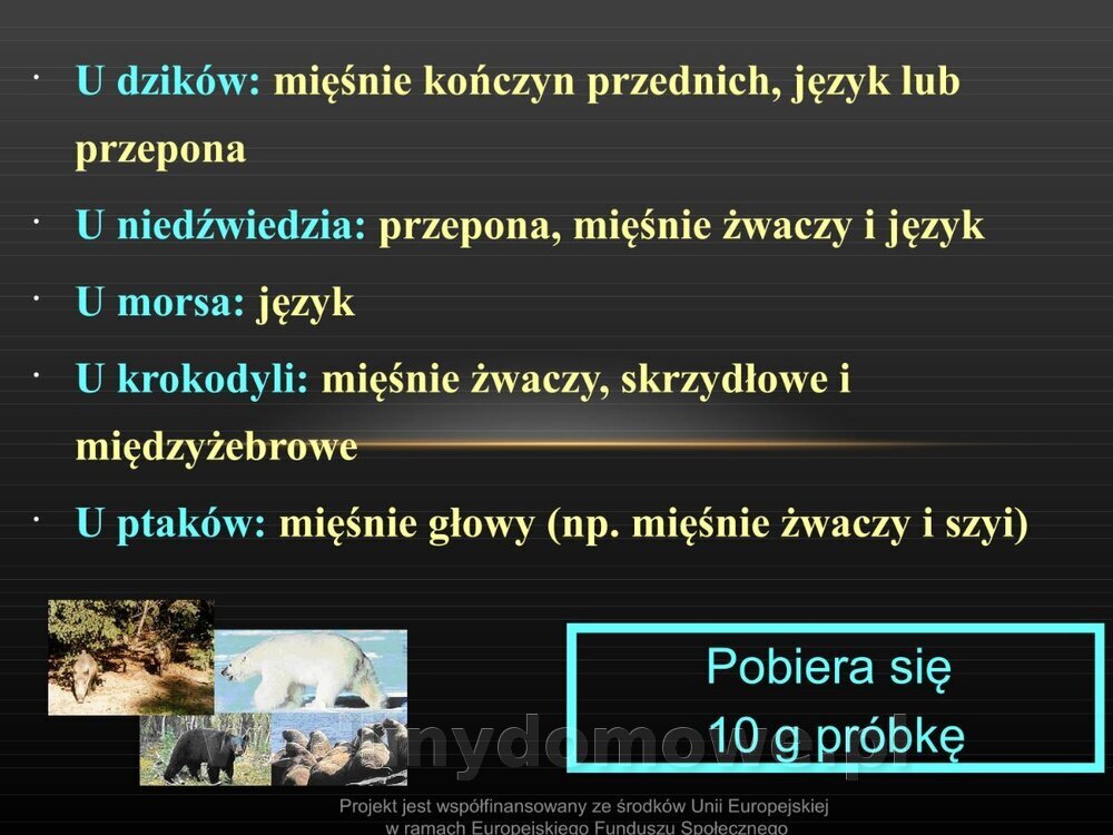 Włośnica - marzec 2014rPPTX (1)_080.jpg