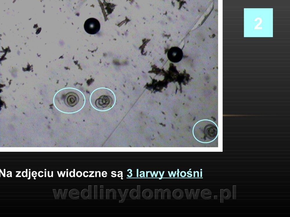 Włośnica - marzec 2014rPPTX (1)_082.jpg