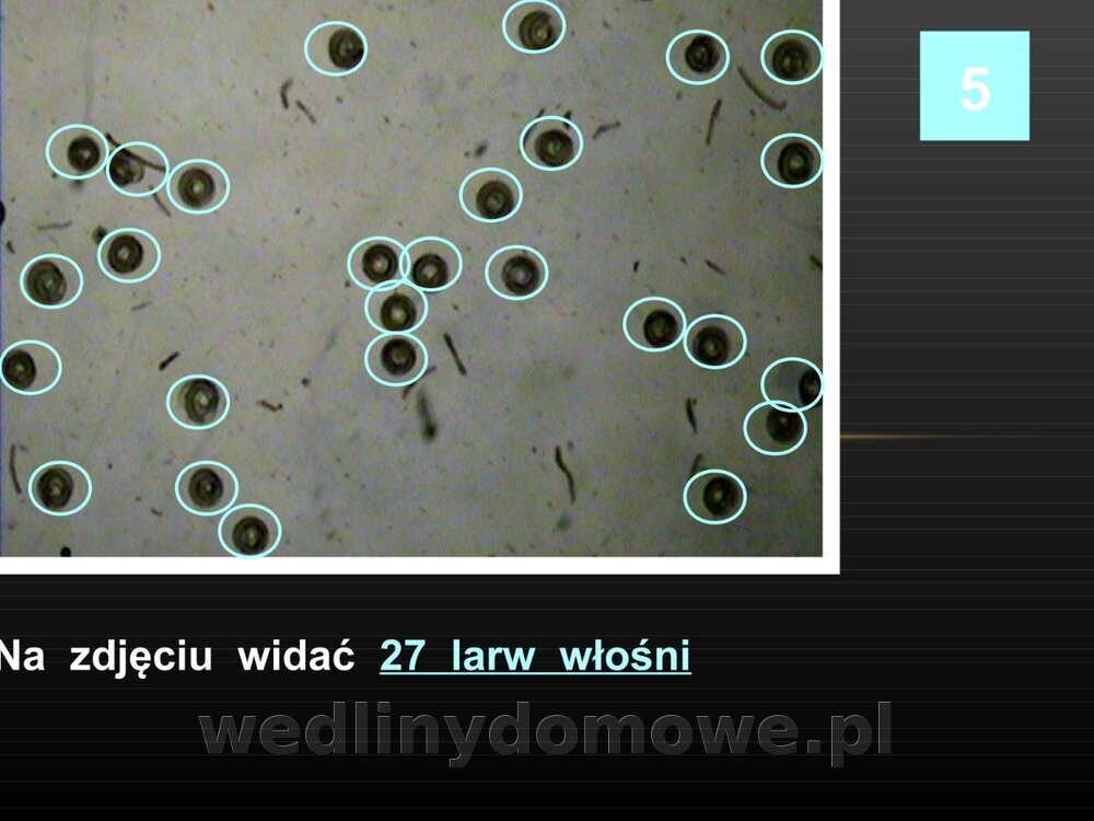 Włośnica - marzec 2014rPPTX (1)_084.jpg