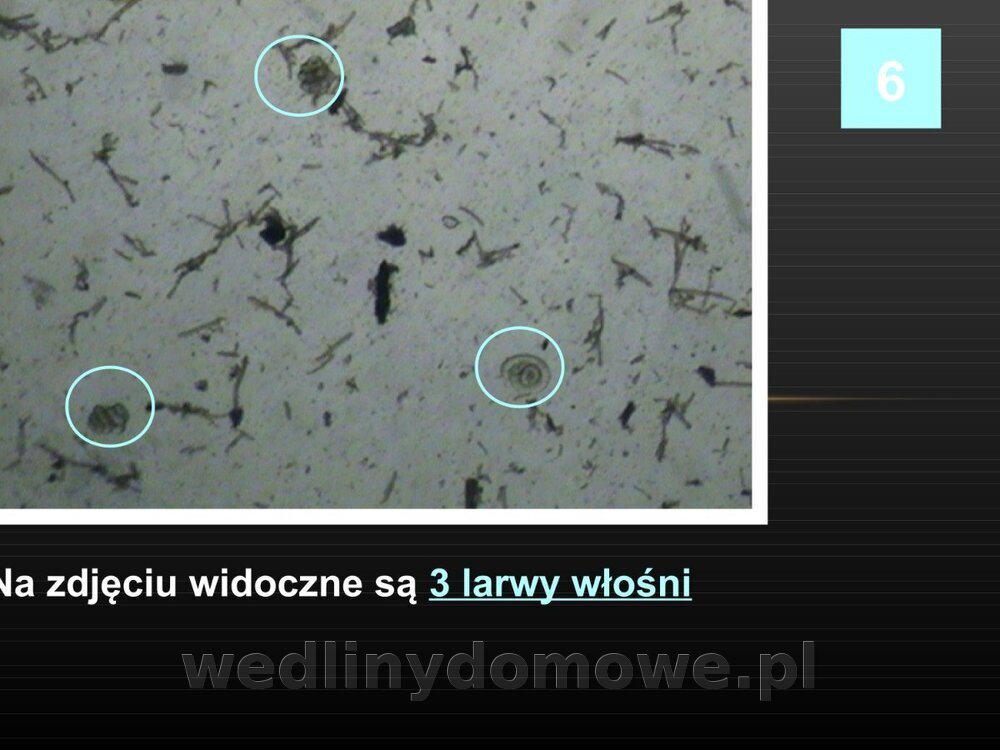 Włośnica - marzec 2014rPPTX (1)_085.jpg