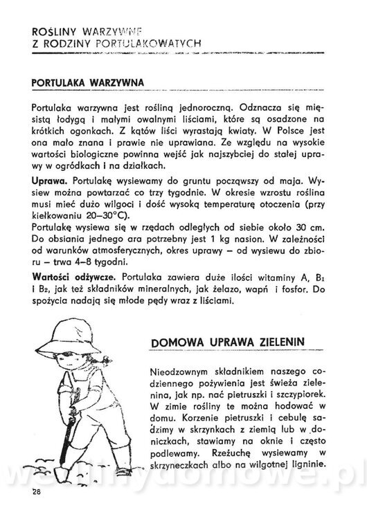 Urozmaicone Potrawy Z Warzyw_27.jpg