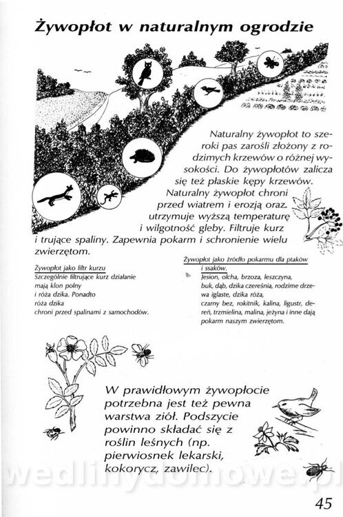 Podręcznik naturalnego ogrodnictwa_045.jpg