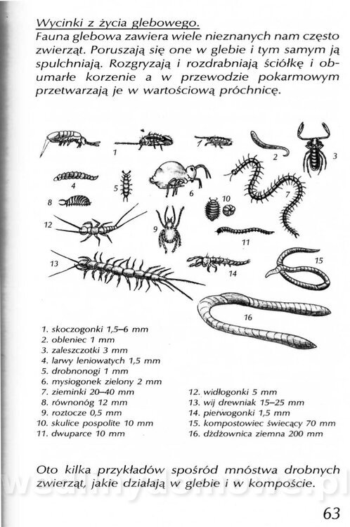 Podręcznik naturalnego ogrodnictwa_063.jpg