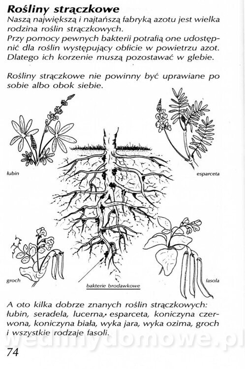 Podręcznik naturalnego ogrodnictwa_074.jpg