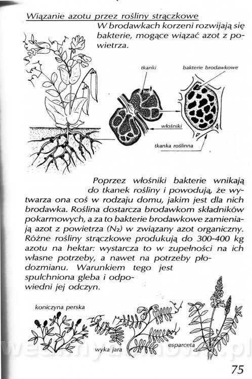 Podręcznik naturalnego ogrodnictwa_075.jpg