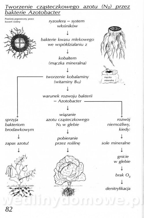 Podręcznik naturalnego ogrodnictwa_082.jpg
