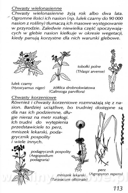 Podręcznik naturalnego ogrodnictwa_113.jpg