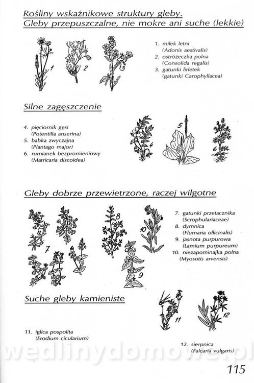 Podręcznik naturalnego ogrodnictwa_115.jpg