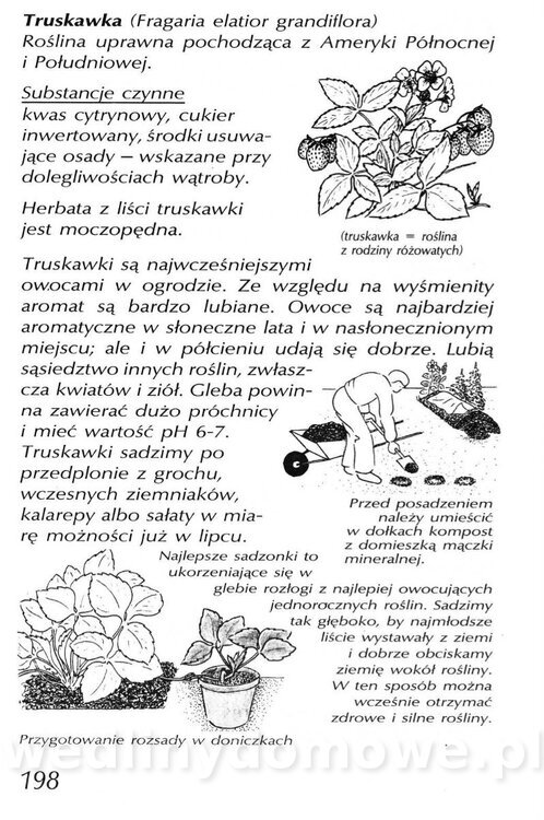 Podręcznik naturalnego ogrodnictwa_198.jpg