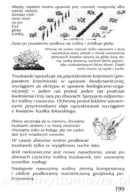 Podręcznik naturalnego ogrodnictwa_199.jpg