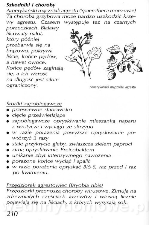 Podręcznik naturalnego ogrodnictwa_210.jpg