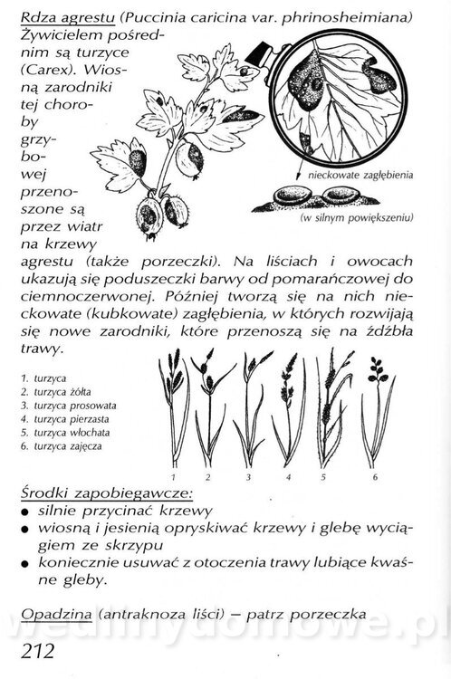 Podręcznik naturalnego ogrodnictwa_212.jpg