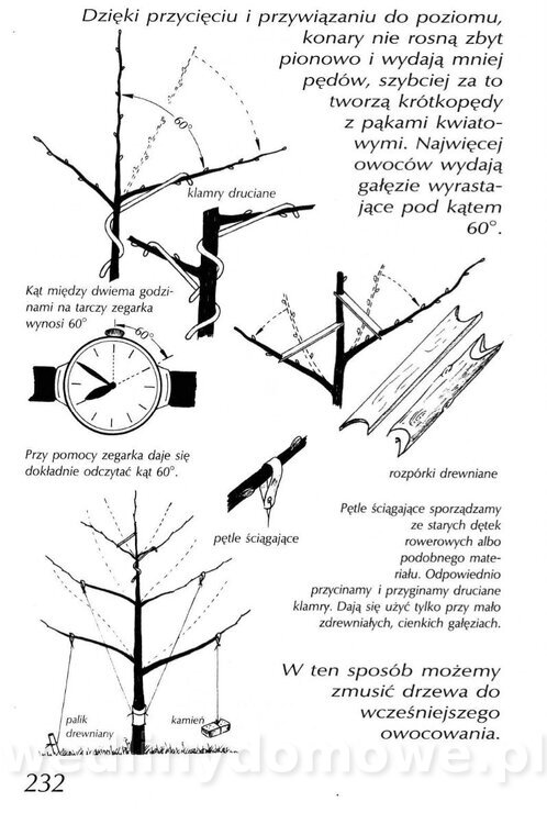 Podręcznik naturalnego ogrodnictwa_232.jpg